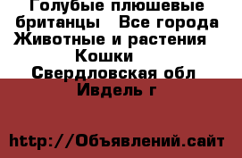 Голубые плюшевые британцы - Все города Животные и растения » Кошки   . Свердловская обл.,Ивдель г.